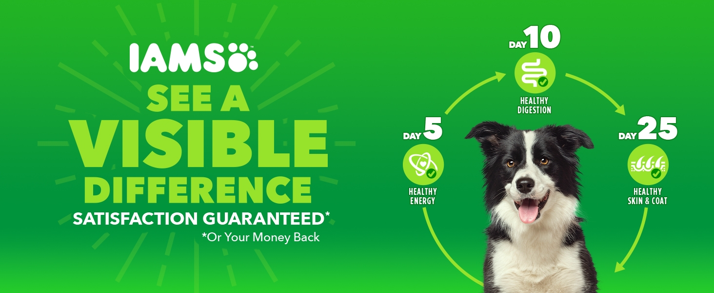 iams dry dog