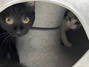 cat tunnel