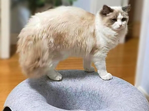 cat tunnel